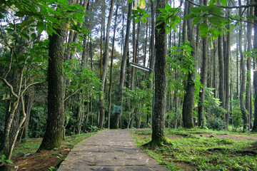 Beautiful atmosphere of a pine tree forest, there are pedestrian paths
