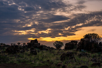 Namibia, with an ancient Quiver Tree in sunrise landscape.
