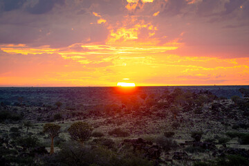 Namibia, with an ancient Quiver Tree in sunrise landscape.
