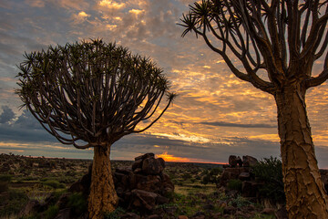 Namibia, with an ancient Quiver Tree in sunrise landscape.