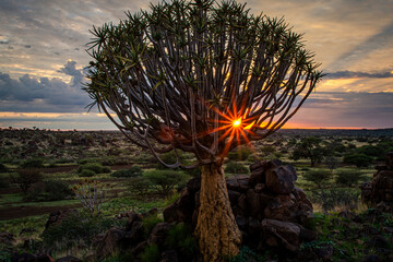 Namibia, with an ancient Quiver Tree in sunrise landscape.