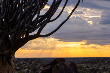 Namibia, with an ancient Quiver Tree in sunrise landscape.