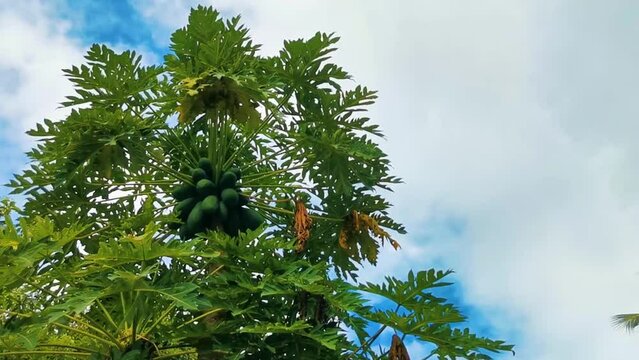 Beautiful papaya tree in tropical nature in Puerto Escondido Mexico.