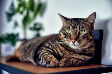 Close-up of a domestic tabby cat lying on wooden shelves.