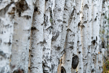 Detail of the birch tree trunks