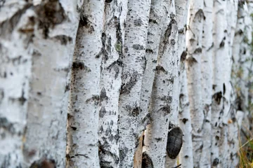 Fotobehang Detail of the birch tree trunks © xy