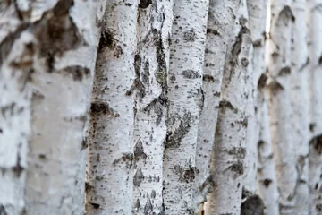 Foto op Plexiglas Detail of the birch tree trunks © xy