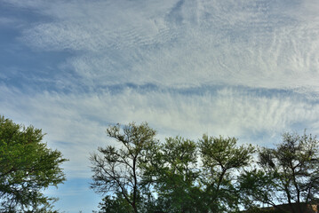 Obraz na płótnie Canvas Green acacia trees against a dramatic cloudscape in the Karoo
