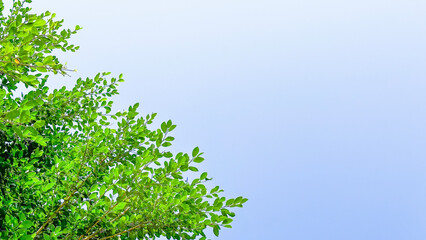 Blur tree leaves on blue sky background with copy space concept for greeting welcoming and invitation card for new year 2023 