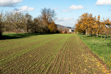 Kirschplantage in der Wetterau, Hessen