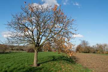 Kirschplantage in der Wetterau, Hessen