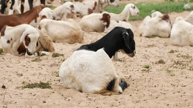 A goat sitting on the ground itching it's belly with chin, other goats sitting behind it