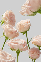 Pink roses on a white background