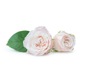 Pink roses on a white background