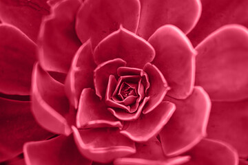 Naklejka premium Succulents in the flower bed. A trend in the flora world. Viva magenta natural background