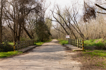 bridge in the forest