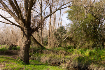 Obraz premium trees in the woods