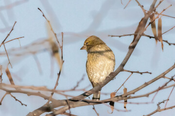 Common Chaffinch perched on a tree branch