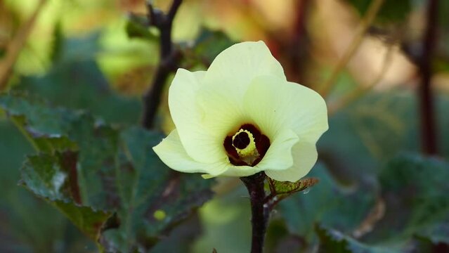 flower of okra plant in field,okra flower close-up,
