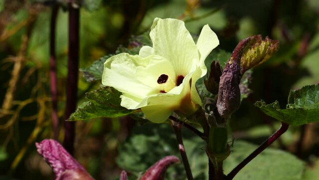 flower of okra plant in field,okra flower close-up,