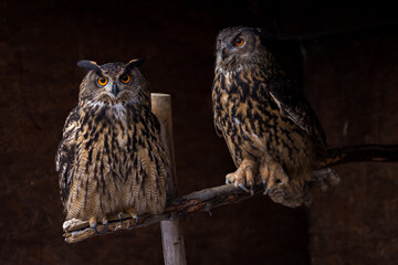 great horned owl portrait in nature