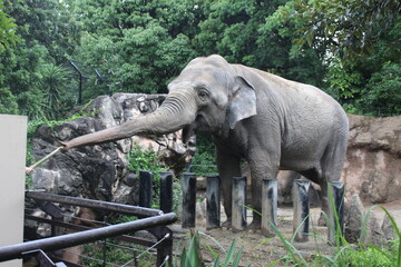 到津の森公園「セイロンゾウ」に餌やり体験、北九州
