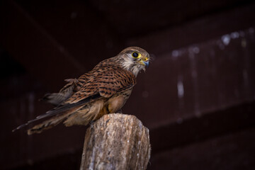 kestrel predator in box in zoo