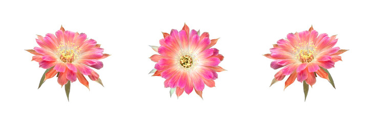 set of beautiful blooming pink cactus flower isolated on white background © Apinut