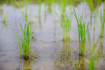 Rice sprouts in the paddy field