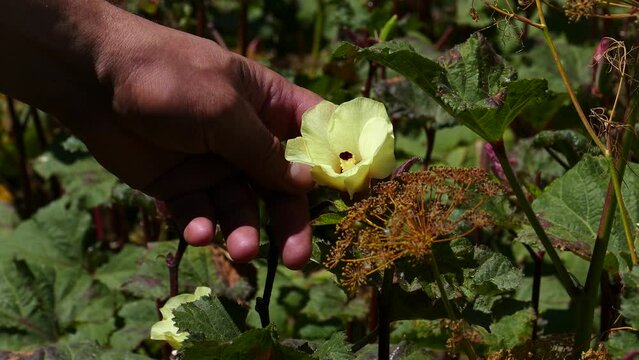 flower of okra plant in field,okra flower close-up,