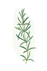 Branch of rosemary. Flat vector colorful illustration.