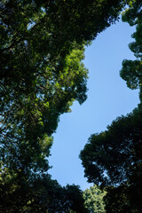 Obraz premium 木と空