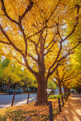 Fototapeta na wymiar Jingu Gaien Ginkgo Avenue in Autumn