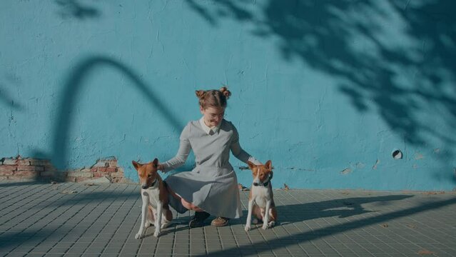 Young happy confident pretty cynologist, breeder in cute dress on simple blue background sit on urban street with well behaved basenji pet on leash. Woman smile, enjoy sun with two smart barkless dogs