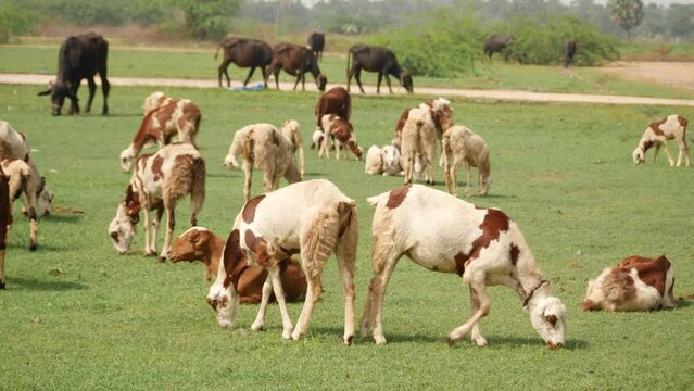White and brown goats at the fore front on a grass, black goats at the background