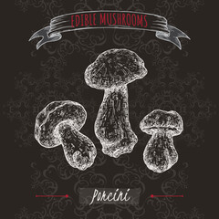 Boletus edulis aka porcini mushroom sketch on black background. Edible mushrooms series. - 553759449