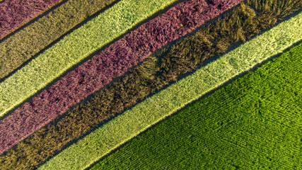 Converting Demonstration Plot Rows of Riceberry Rice in High Angle View From Drone