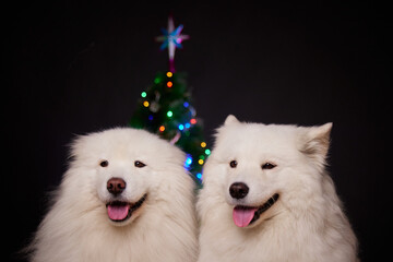 The concept of Christmas. Two happy dogs together at home are waiting for the celebration of the New Year and Christmas. Samoyeds. Merry Christmas and Happy New Year!