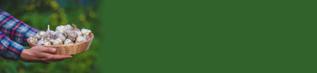 a farmer holds a basket of garlic, close-up.