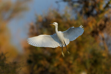 Obraz premium Little Egret Egretta garzetta in close flight