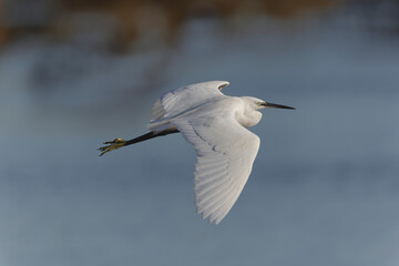 Little Egret Egretta garzetta in close flight