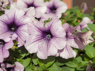 petunia flowers close up