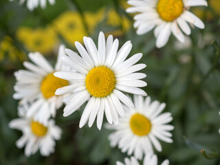 white daisies close up