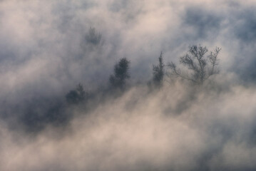 Trees in the Fog. Autumn morning. Nature of Ukraine