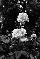 Olympus OM-2n | Olympus F.Zuiko | Neopan 100 Acros II 100....Digitized with Epson V700 + Negative...