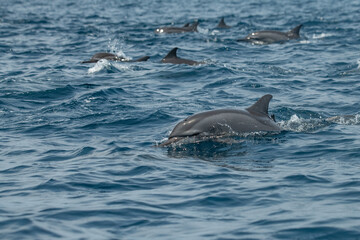 Obraz premium Dolphins