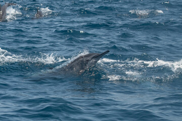 Dolphins