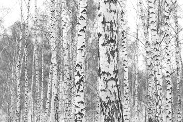 Beautiful birch trees in autumn