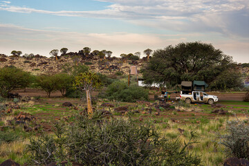 Quiver Trees Forest in Namibia.