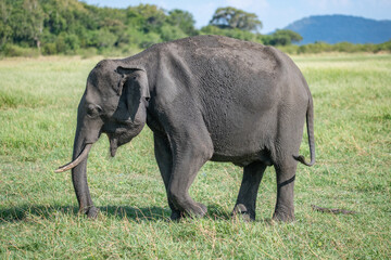 Fototapeta premium Elephants